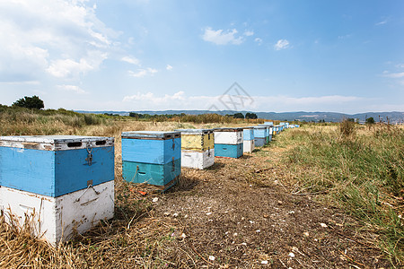 草地上的蜜蜂蜂房子植物花粉团体蜂巢盒子蜂箱村庄蓝色农场图片