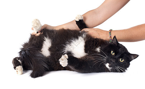 黑猫检查兽医动物黑色白色男性工作室背景图片