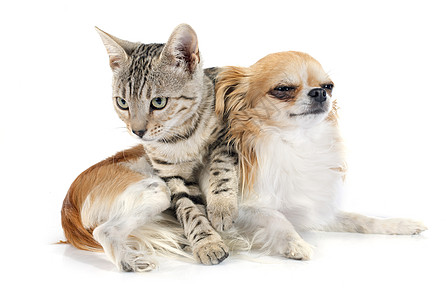 养猫和吉华花宠物女性工作室猫科小猫友谊动物灰色图片