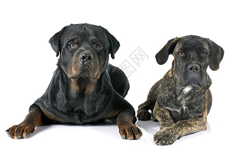 小狗可口可乐和小鸟甘蔗黑色斑点朋友们獒犬棕色工作室背景图片
