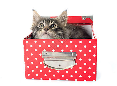 小猫灰色盒子猫科动物宠物工作室工艺图片