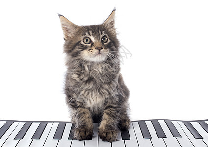 小猫工作室猫科宠物音乐灰色动物钢琴图片