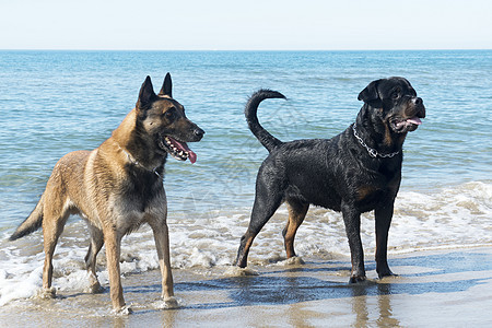 海滩上的狗狗动物牧羊犬宠物图片