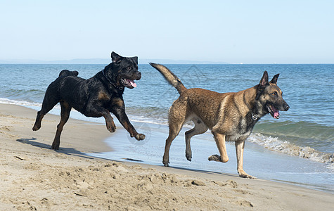 海滩上的狗狗宠物跑步牧羊犬动物运动图片