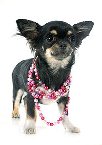 小狗吉娃娃珍珠工作室宠物白色黑色衣领动物珠宝犬类图片