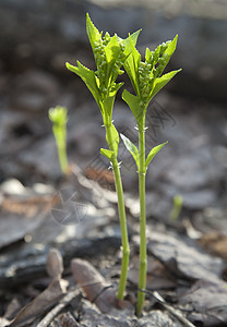 芽环境叶子草本植物情况植物群苏醒植物生长生活植物学图片