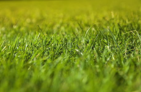 美丽的绿色绿草质运动环境草皮草地生态季节墙纸土地场地叶子图片