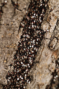 后备箱的虫子科学野生动物花园红色树干黑色宏观动物学生物学荒野图片