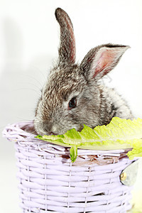 灰兔荒野沙拉灰色毛皮宏观动物耳朵宠物野兔哺乳动物图片