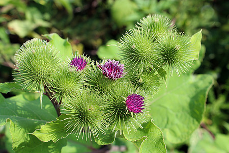 花的花朵植物群棕色叶子荒野植物毛刺植物学水果粉色绿色图片