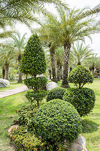 落石和园里的树草地绿色环境叶子草皮衬套热带植物群岩石棕榈背景图片