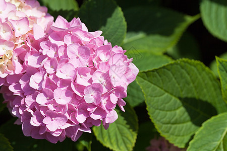 在花园里盛开的花朵 花朵花朵图片