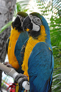 Parrot 鹦鹉森林异国羽毛眼睛丛林动物园模仿动物群野生动物生物图片