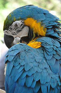 Parrot 鹦鹉眼睛野生动物热带异国宠物鸟类生物金刚鹦鹉栖息生活图片