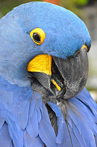 Parrot 鹦鹉野生动物生物宠物金刚鹦鹉鸟舍蓝色异国眼睛羽毛森林图片