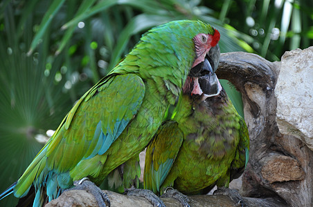 Parrot 鹦鹉热带动物濒危白色家禽金刚鹦鹉绿色宠物脊椎动物生物图片