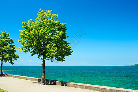德国康斯坦斯湖的树木图片