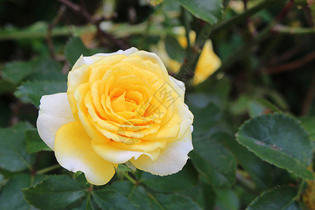黄玫瑰2图片