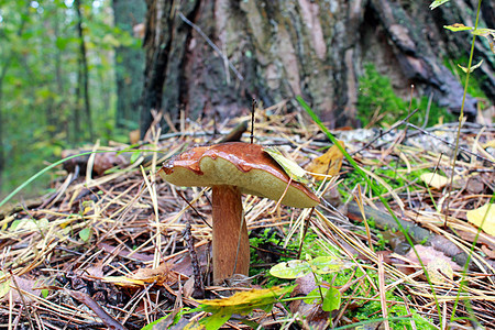树下苏利勒斯的香蘑菇图片