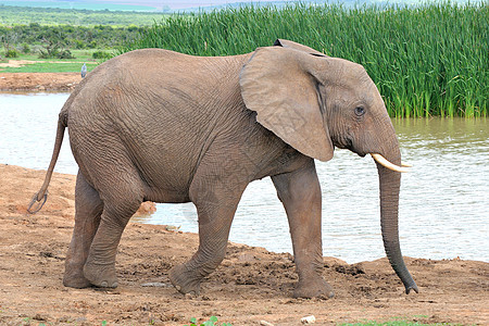 大象 南非阿多大象国家公园濒危动物哺乳动物威胁野生动物象牙獠牙大象树干灌木图片