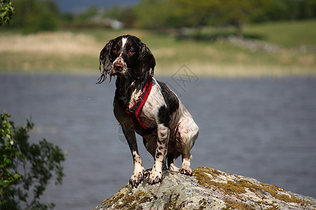 一个非常可爱的肝脏和白种工作型 英式弹簧犬小狗狗猎犬白色英语动物宠物小狗图片