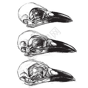 乌鸦线条动物划痕线稿兽骨传统装饰头骨情绪野生动物图片
