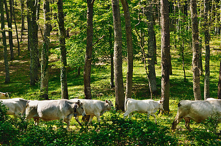 森林中的牛群生态团体奶牛场奶牛反刍动物哺乳动物农场森林国家爬坡图片