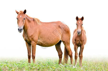 白色背景的棕色母马和黄花绿色婴儿场地草地配种牧场哺乳动物女性骏马母亲图片