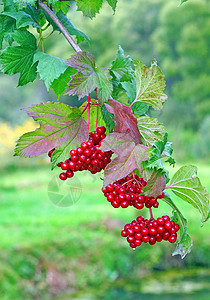 在灌木丛上提取红色的生菜灌木花园叶子果实植物浆果植物学收成季节园艺图片