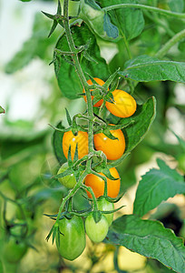 温室特辑中的黄樱桃西红柿图片
