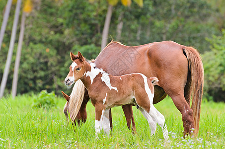 在草地上骑马和猎鹰母亲小马牧场宠物哺乳动物骏马婴儿动物配种生活图片