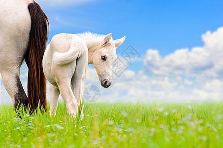 天空背景上的白马马和鹅毛母亲宠物骏马农场哺乳动物配种牧场蓝色场地小马图片