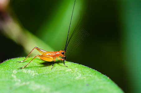 微小的红色年轻蟋蟀图片