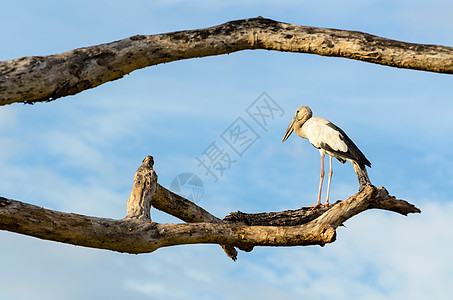 亚洲开放鸟类独自站立的白鸟黑色线虫动物蓝色野生动物白色动物群热带天空死亡图片