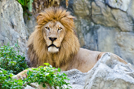 狮子雄狮大猫男性水平猎人鬃毛荒野棕色石头食肉哺乳动物图片