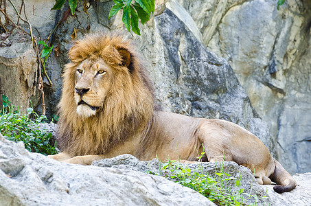 狮子雄狮鬃毛危险猎人哺乳动物野生动物男性动物水平石头毛皮图片