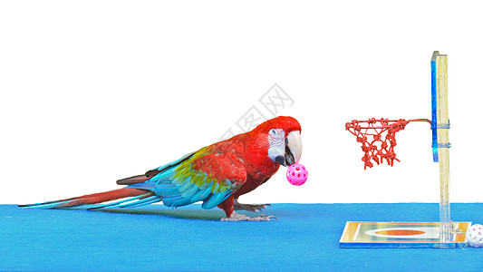 Macaw 玩篮球玩具 孤立在白色上图片