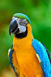 蓝色和金色麦考花彩鸟热带鹦鹉家禽黄色宠物栖息动物群金子绿色鸟类图片