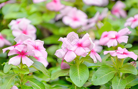 粉色长春花美丽的粉红色文卡鲜花植物摄影叶子生长植物群宏观粉色花瓣野花草地背景