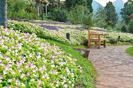 花花园的椅子叶子路面植物群风景植物人行道衬套蓝花草闲暇蓝翼图片