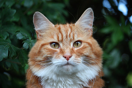 美丽的长发长发长发姜猫胡须眼睛头发毛皮背景图片
