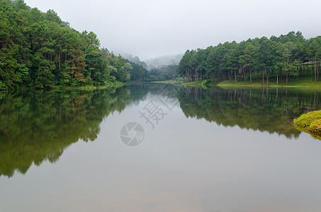 湖泊和松林黎明时自然景观旅游公园场景自然荒野阴霾反射树木死水旅行图片