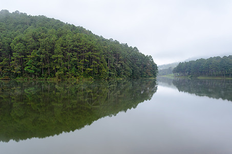 湖泊和松林黎明时自然景观树木国家风景死水阴霾反射旅行荒野自然旅游图片