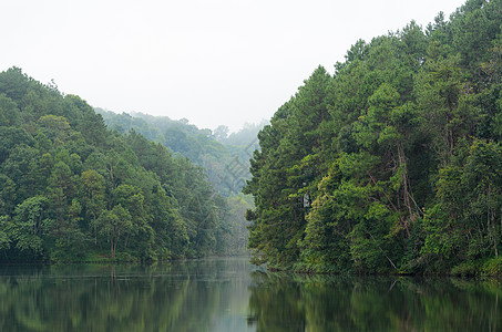 湖泊和松树林的早上自然地貌死水松树旅游阴霾场景风景旅行国家景点树木图片