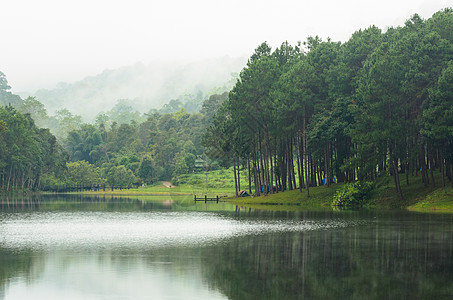 湖泊和松树林的早上自然地貌阴霾风景旅行树木景点荒野旅游公园自然反射图片