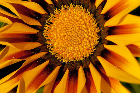 美丽的加沙花朵橙子植物学花瓣植物群雏菊叶子条纹宏观阳光花园图片