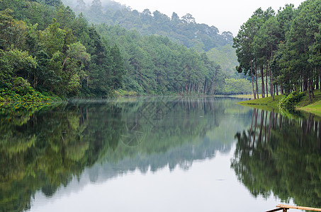 湖泊和松树林的早上自然地貌场景自然阴霾景点国家反射松树旅游风景死水图片