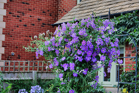 美丽的蓝色紫色花朵植物植物群园艺花瓣背景图片