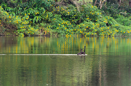 黑天鹅和它的同伴在湖中游泳夫妻伴侣风景公园动物场景反射花朵森林荒野图片