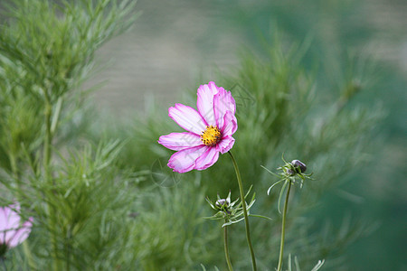 植物上美丽的粉红色花朵植物群花园粉色园艺白色花瓣图片